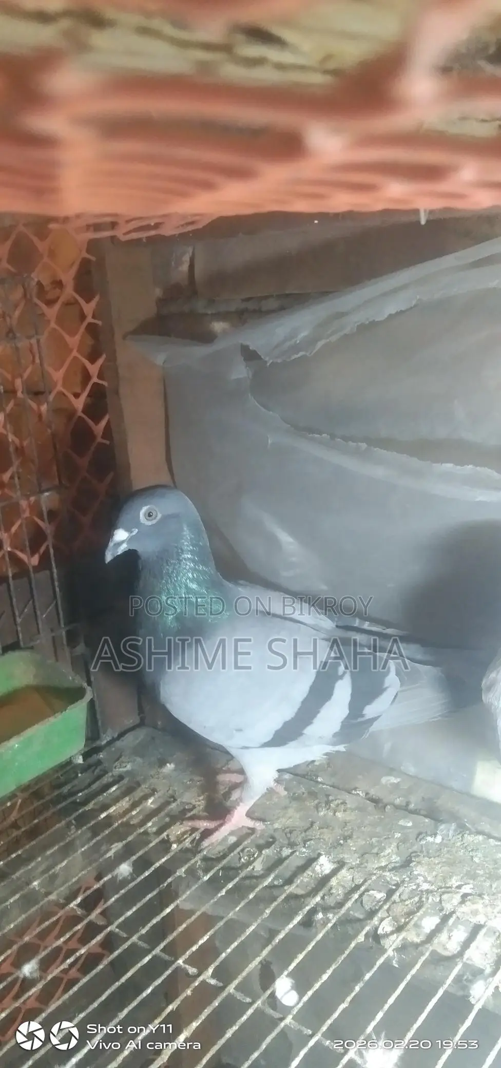 কিছু কবুতর বিক্রি হবে