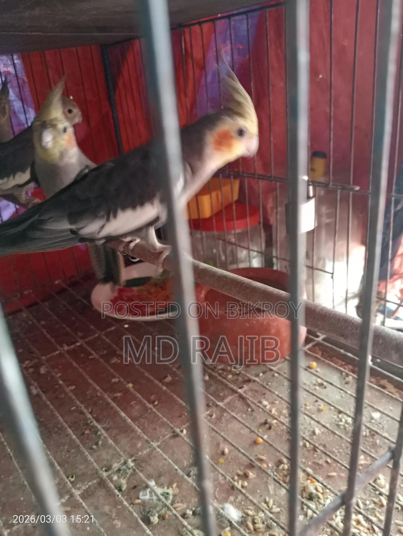 রানিং ককটেল ডিম বাচ্চা করা