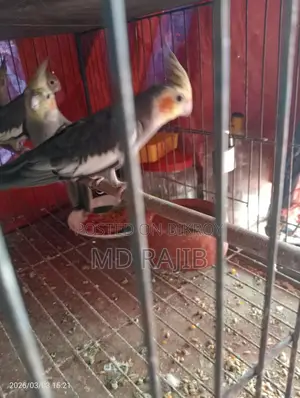 রানিং ককটেল ডিম বাচ্চা করা