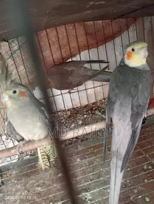 রানিং ককটেল ডিম বাচ্চা করা