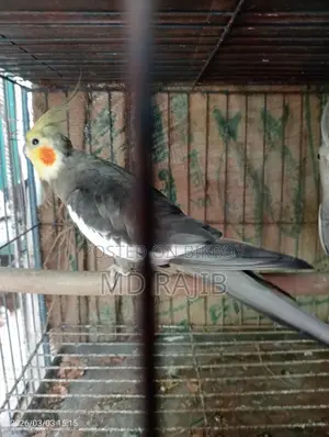 রানিং ককটেল ডিম বাচ্চা করা