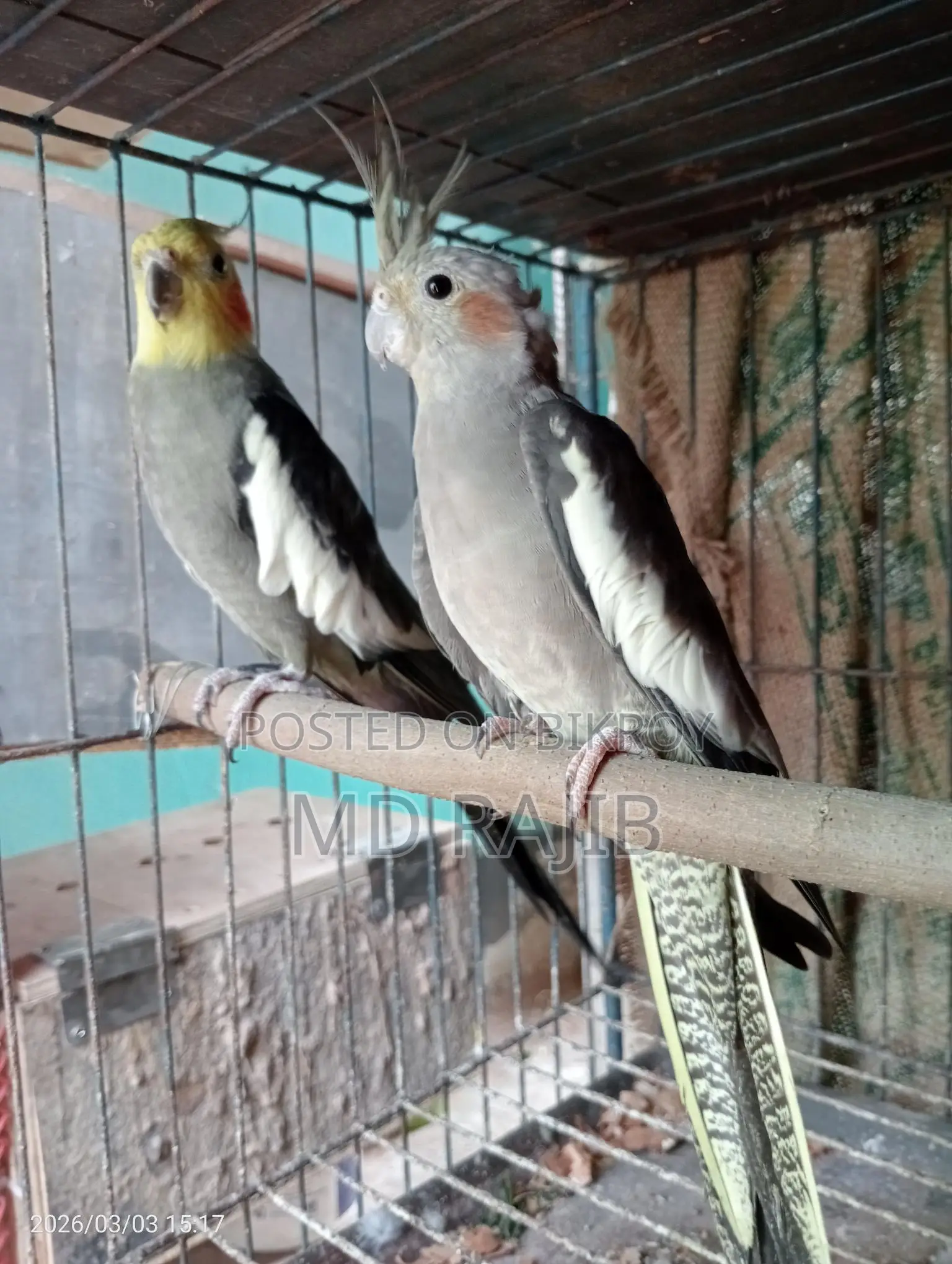 রানিং ককটেল ডিম বাচ্চা করা