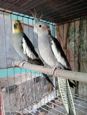 রানিং ককটেল ডিম বাচ্চা করা