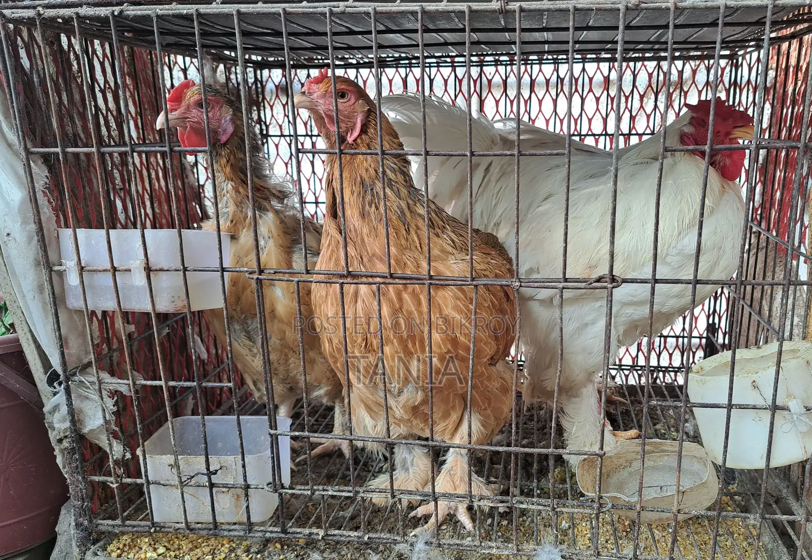 Brahma Chicken Eggs for Sale
