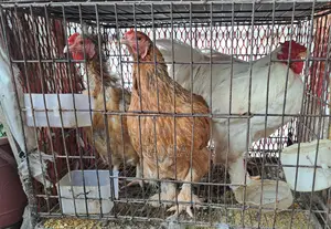 Brahma Chicken Eggs for Sale