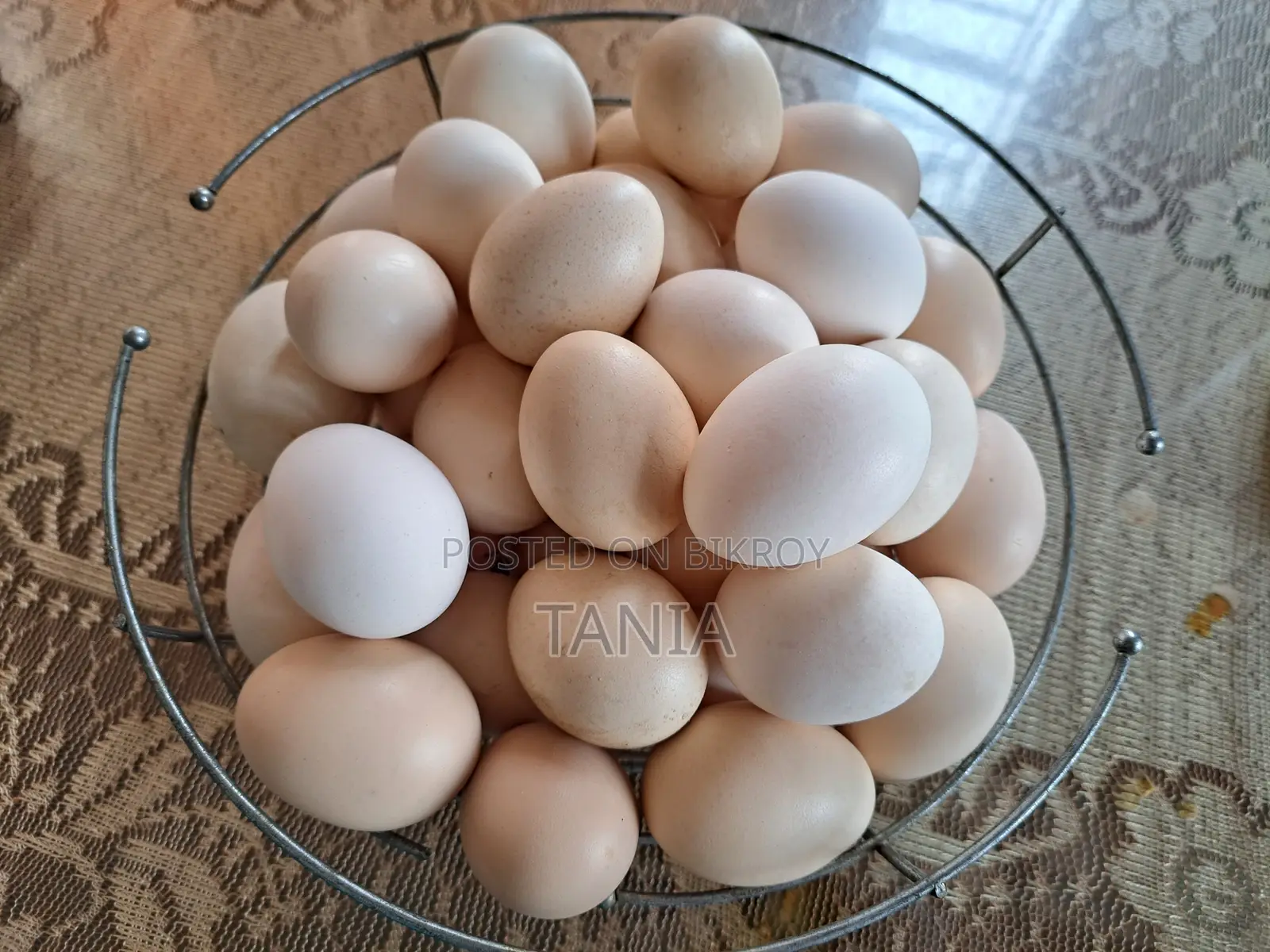 Brahma Chicken Eggs for Sale
