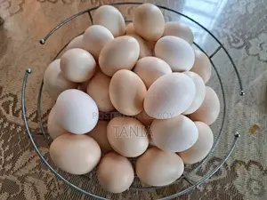 Brahma Chicken Eggs for Sale