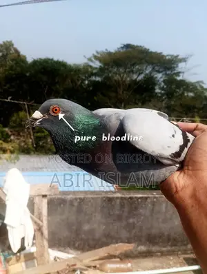 রেসার কবুতর