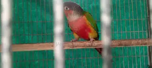 গ্রীন চীক কনুর ও বাচ্চা সহ কবুতর