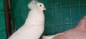 Green Cheek Conure and Pigeons with Chicks