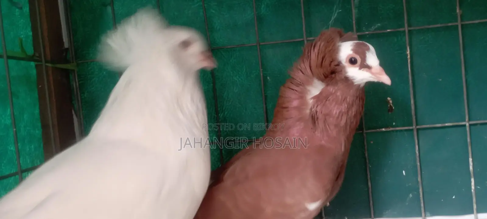 Green Cheek Conure and Pigeons with Chicks