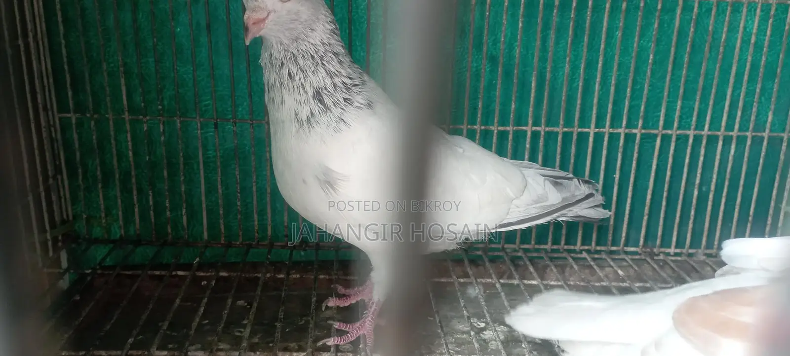 Green Cheek Conure and Pigeons with Chicks