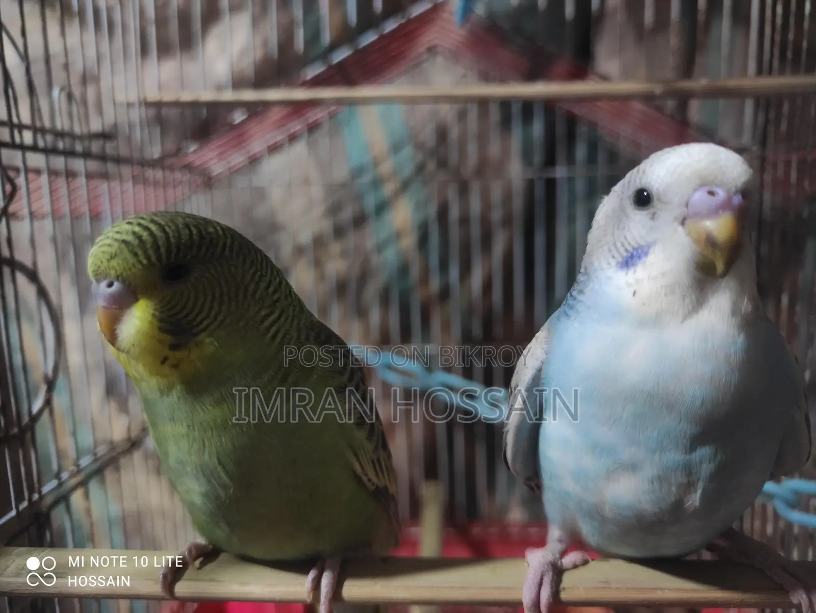 1 Pair of Budgie Birds