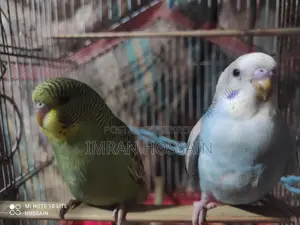 1 Pair of Budgie Birds