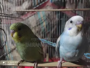 1 Pair of Budgie Birds