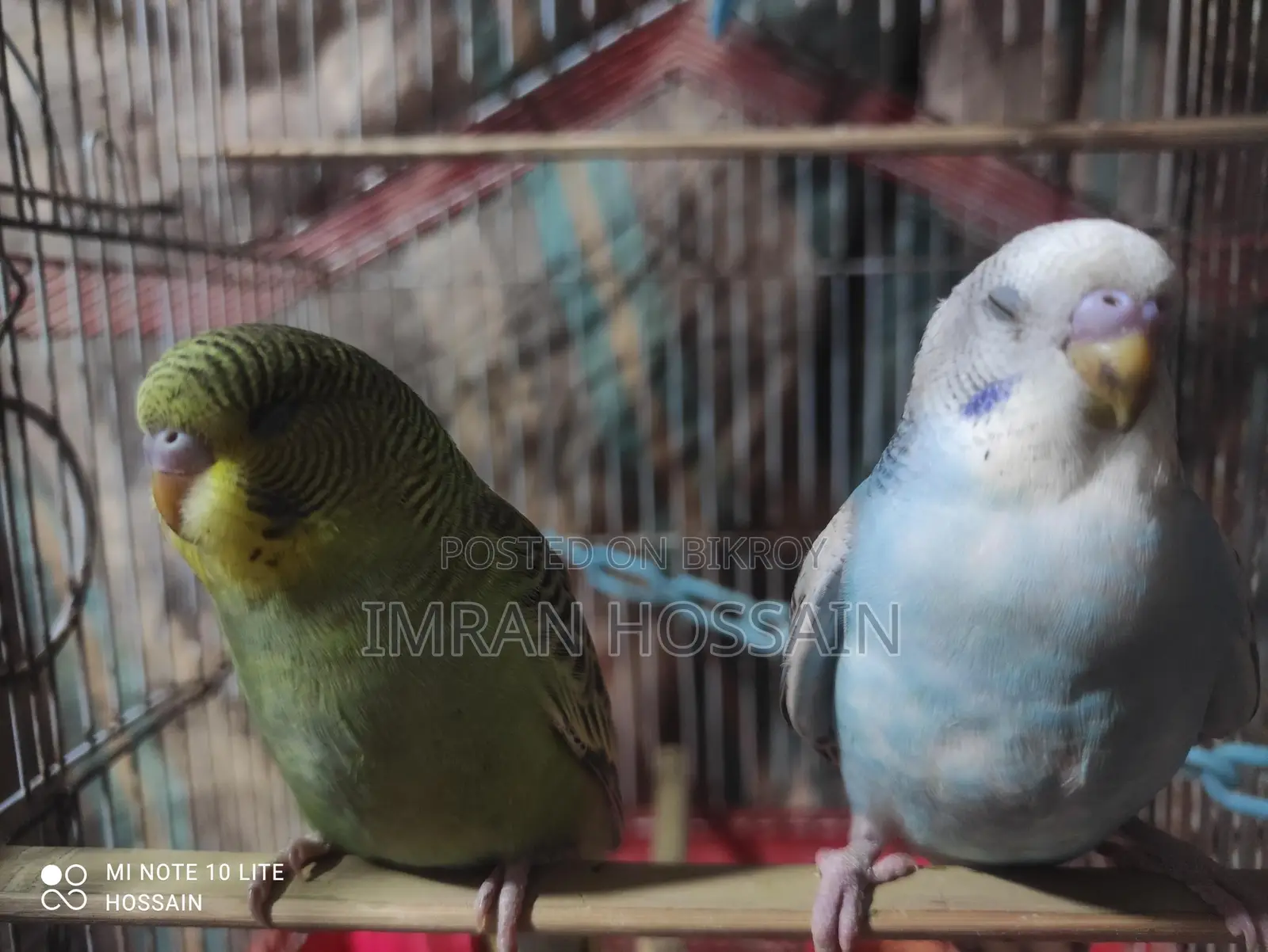 1 Pair of Budgie Birds