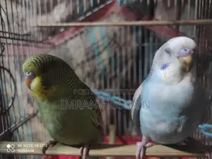 1 Pair of Budgie Birds