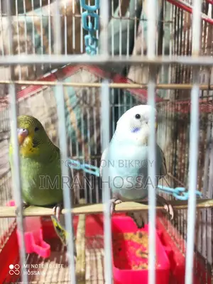 1 Pair of Budgie Birds