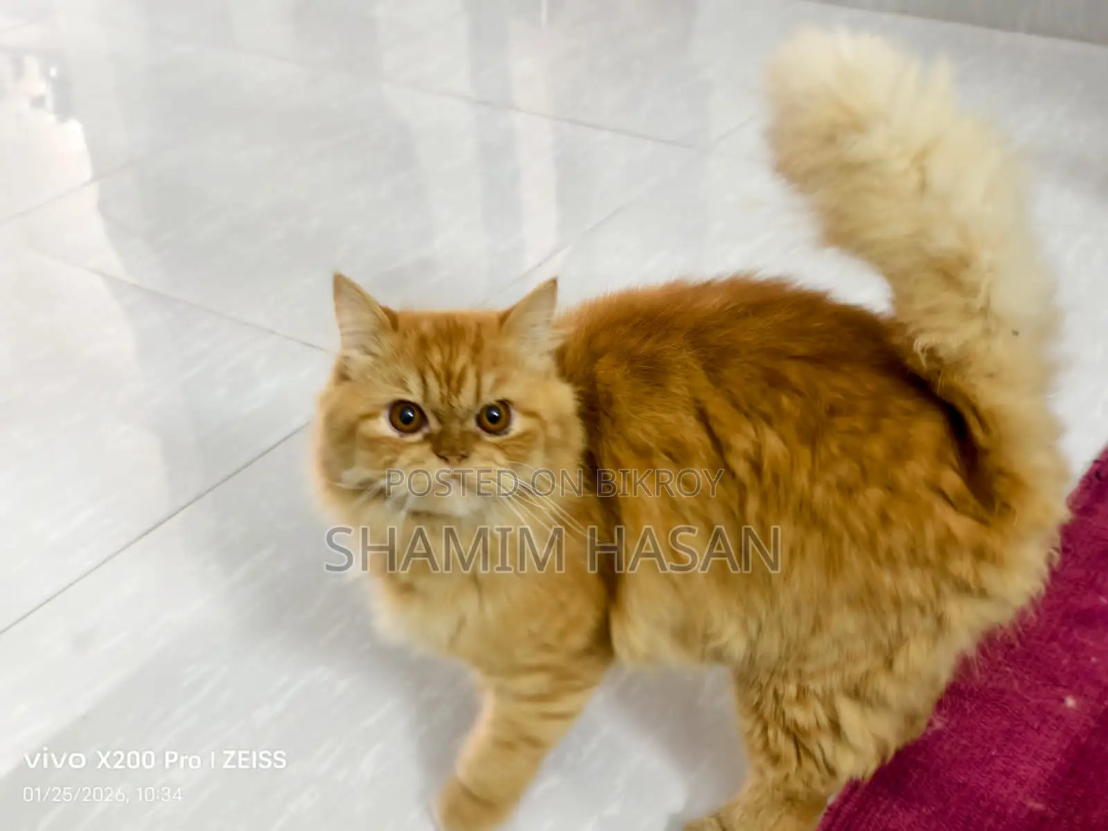 1 Male Original Persian Cat