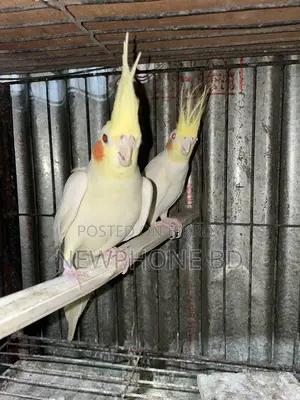 কোকাটেল রানিং