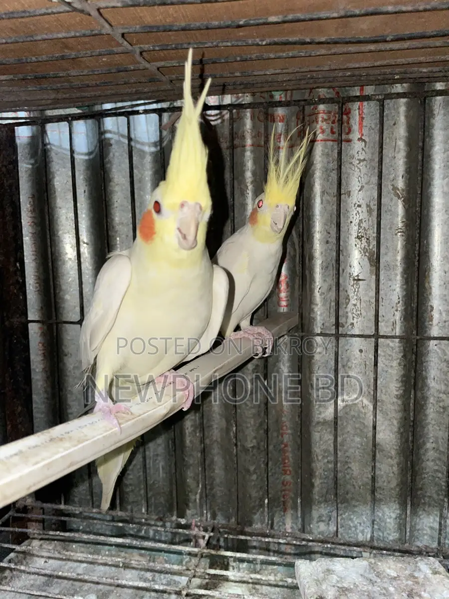 Cockatiel Running