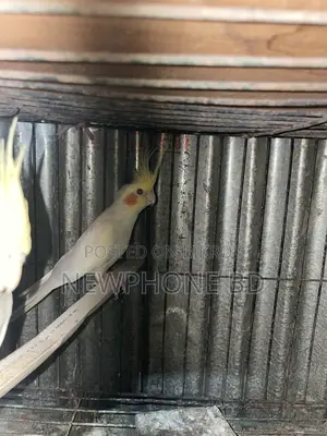 Cockatiel Running