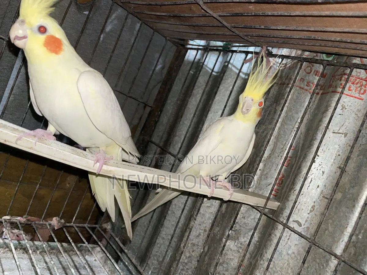 Cockatiel Running