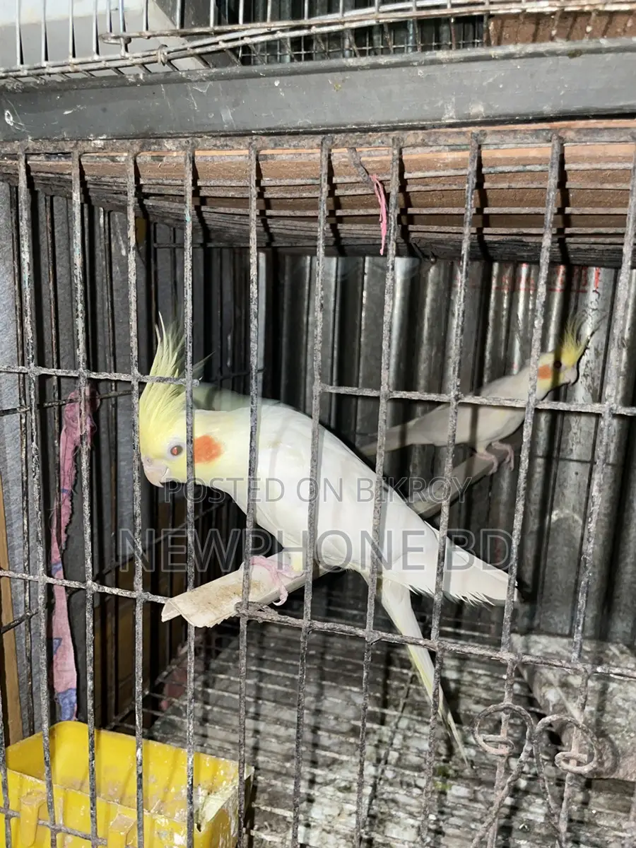 Cockatiel Running