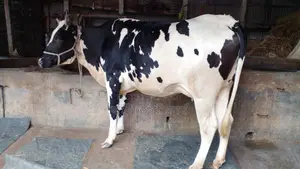 High-Quality Cow for Sale (1029)