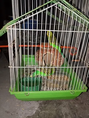 Bird for Sale