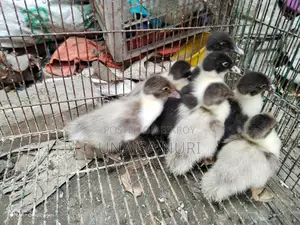 চীনা হাসের বাচ্চা বিক্রি