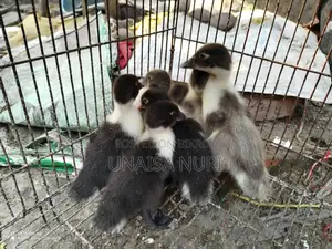 Chinese Ducklings for Sale