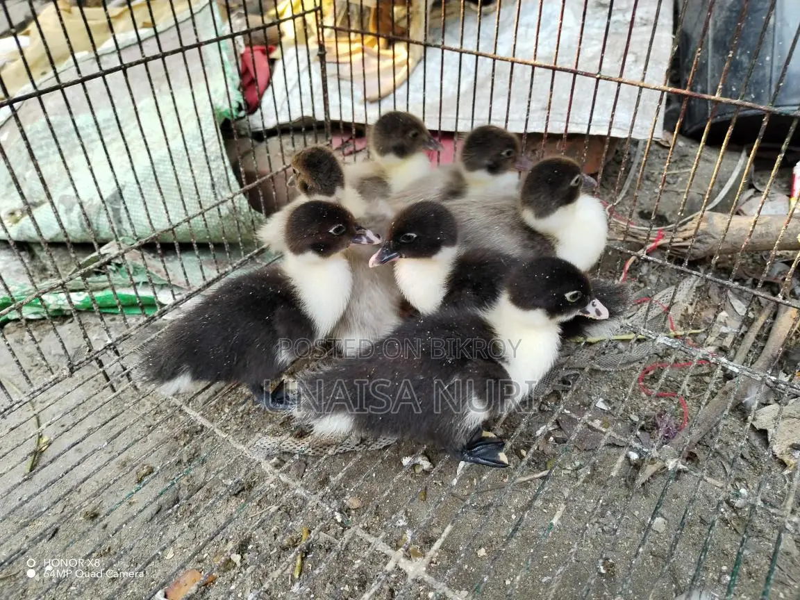 Chinese Ducklings for Sale
