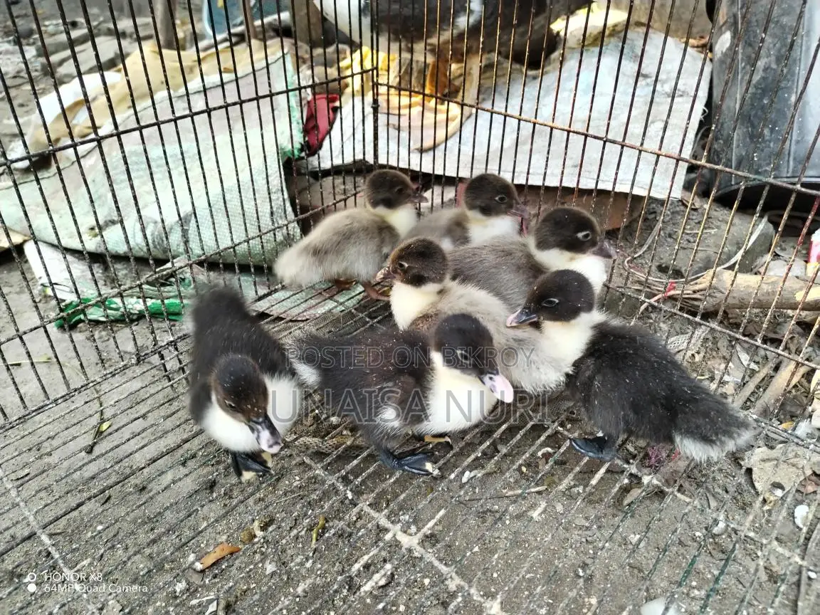 Chinese Ducklings for Sale