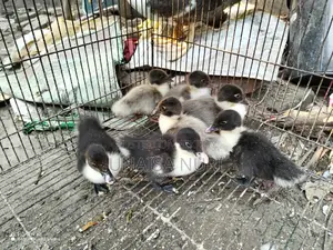 Chinese Ducklings for Sale