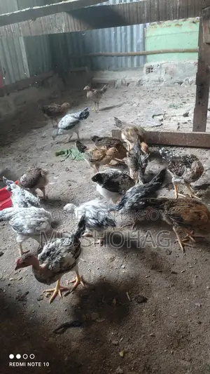 দেশী মুরগীর বাচ্চা