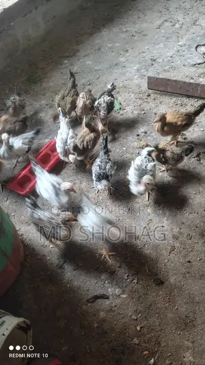 দেশী মুরগীর বাচ্চা