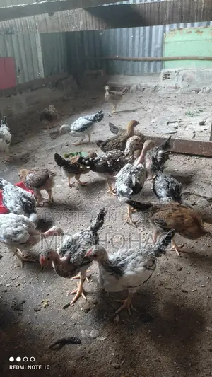 দেশী মুরগীর বাচ্চা