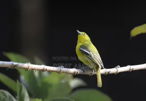 Nikon 200-500 mm