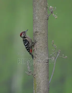 Nikon 200-500 mm