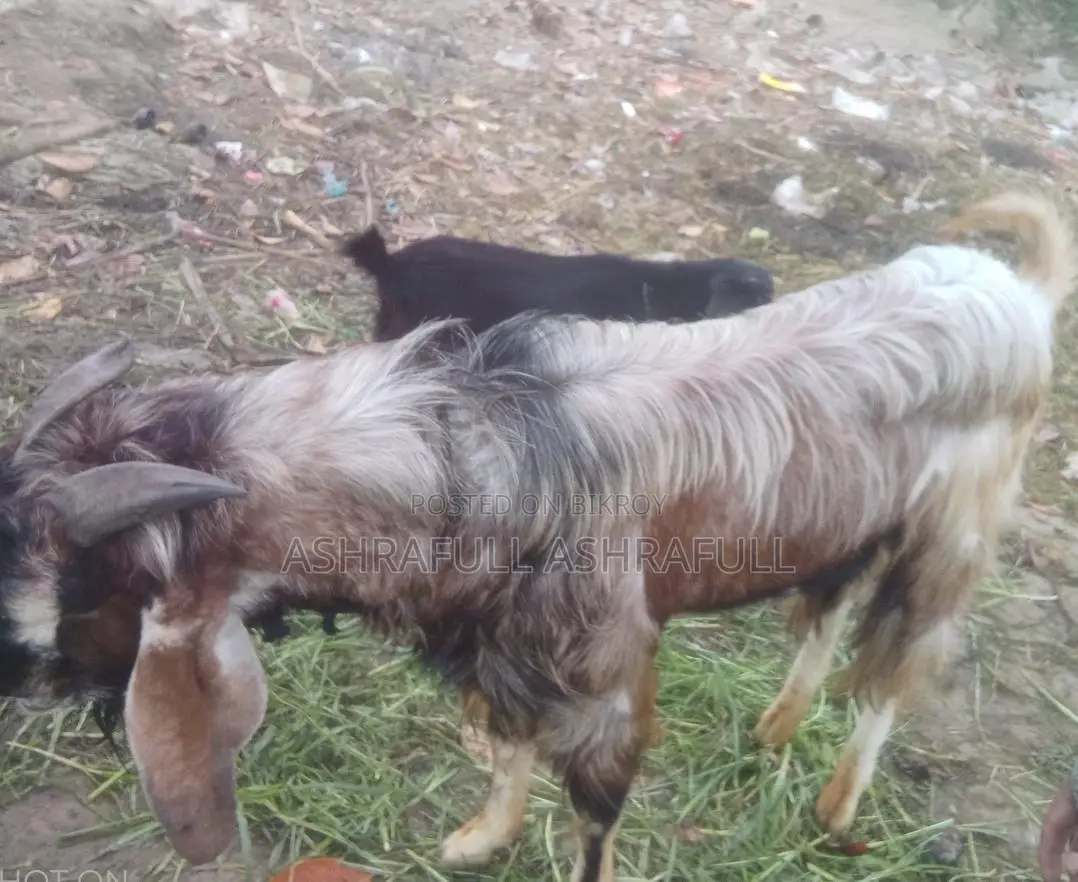 Totapuri Cross Patha Goat