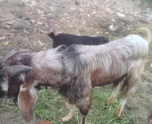 Totapuri Cross Patha Goat