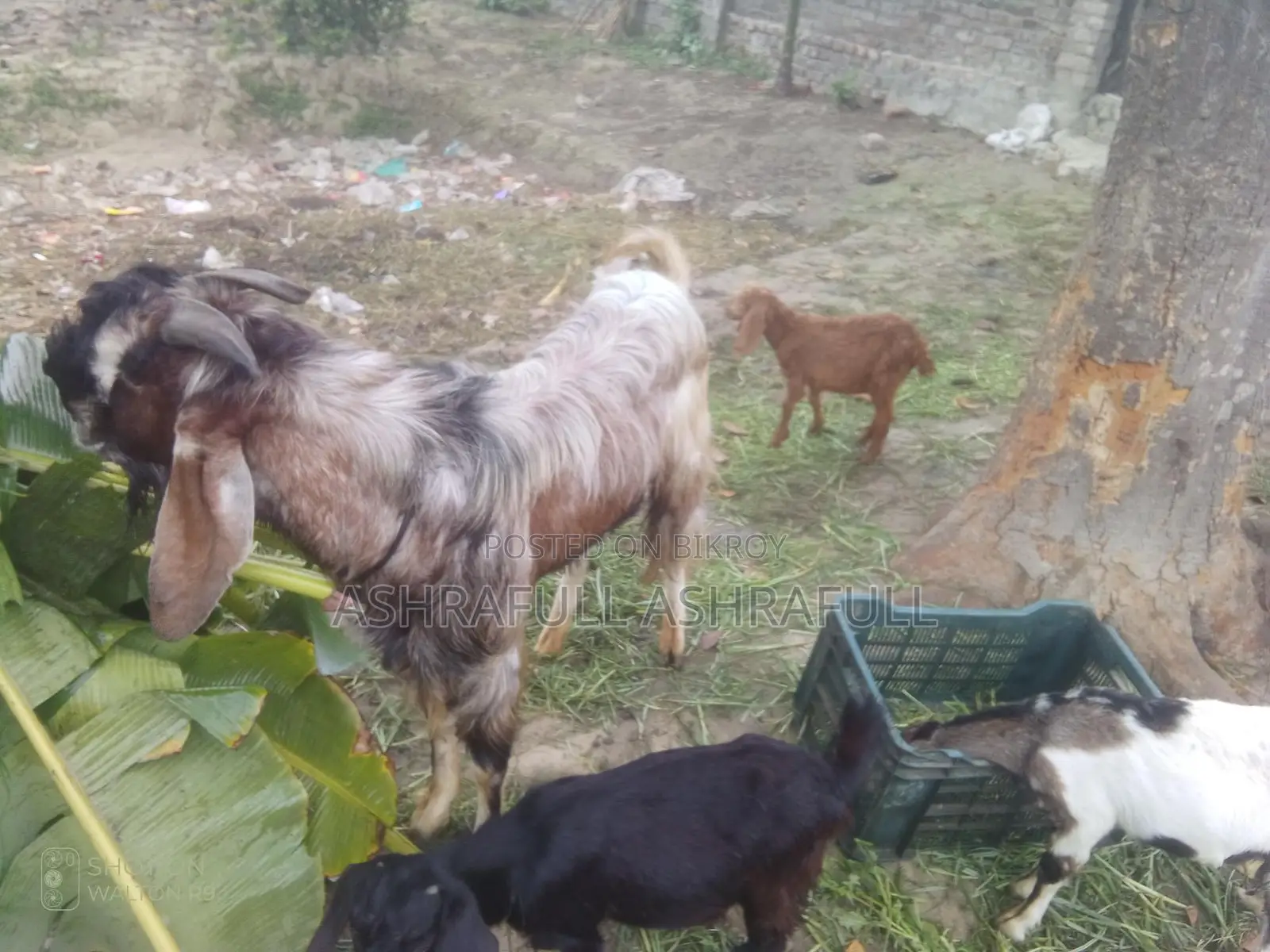 Totapuri Cross Patha Goat