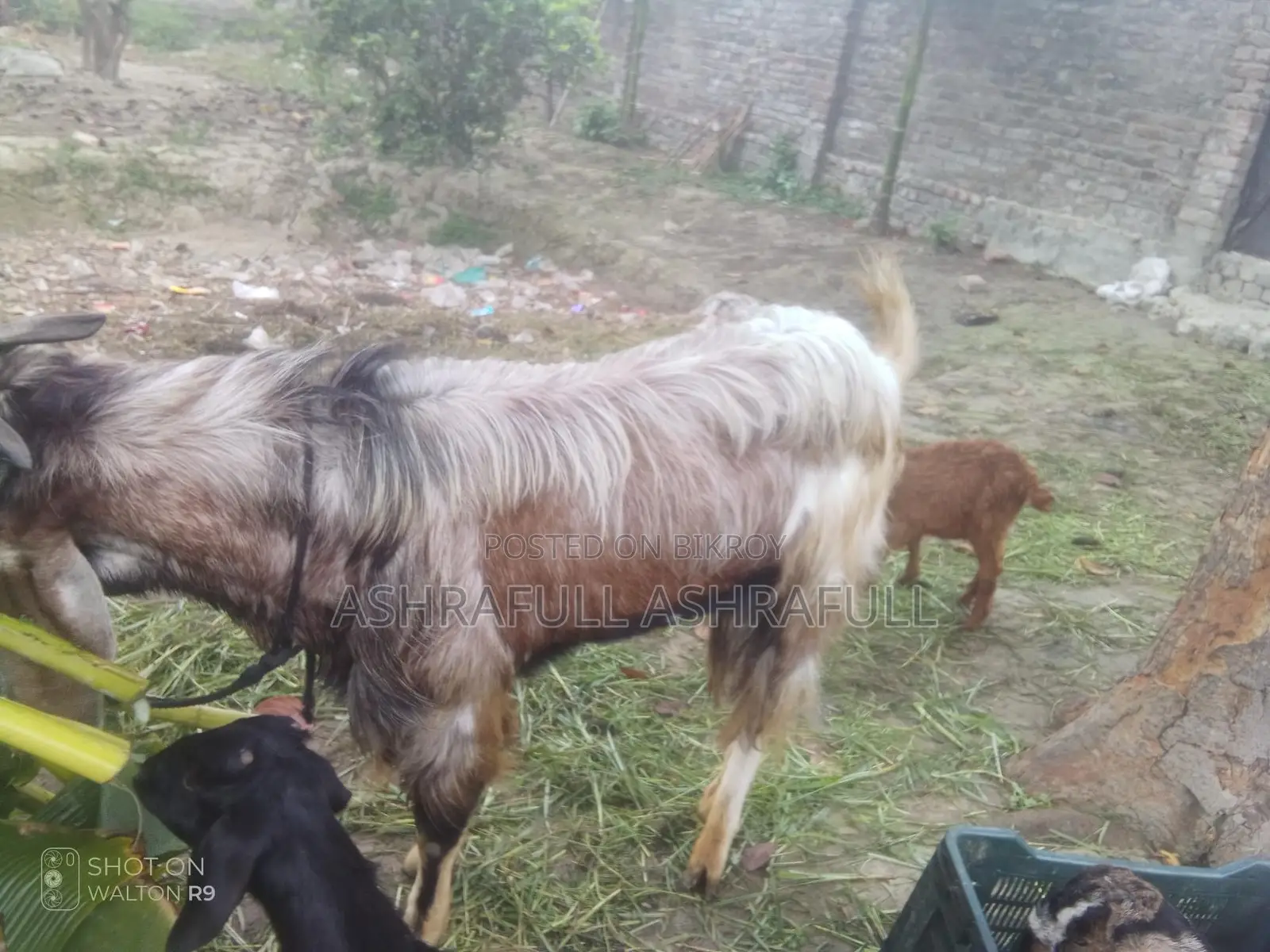 Totapuri Cross Patha Goat