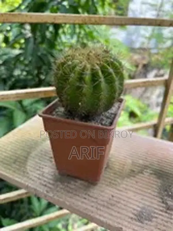 Cactus Plants