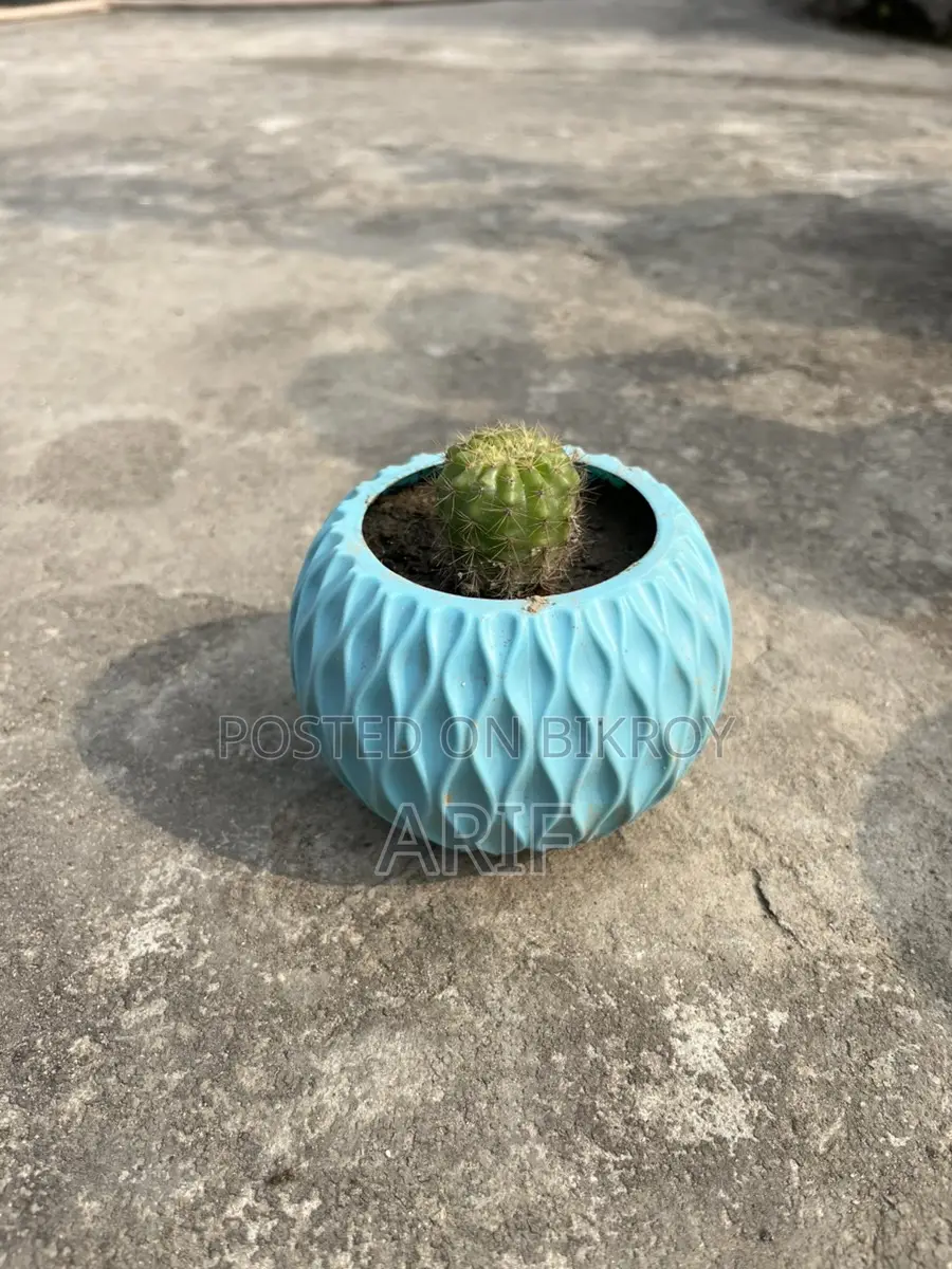 Cactus Plants