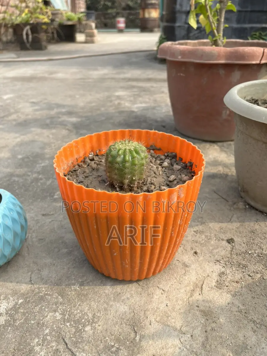 Cactus Plants