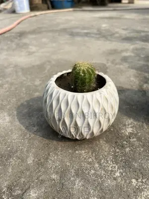 Cactus Plants