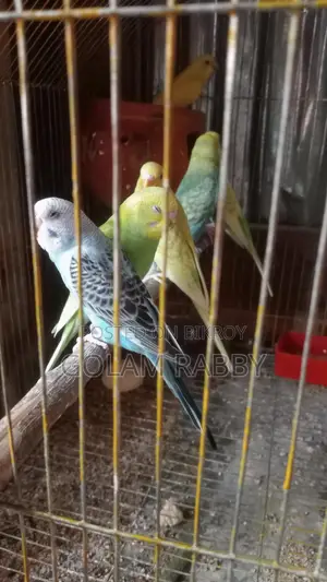 বাজিগর পাখি বিক্রি করা হবে