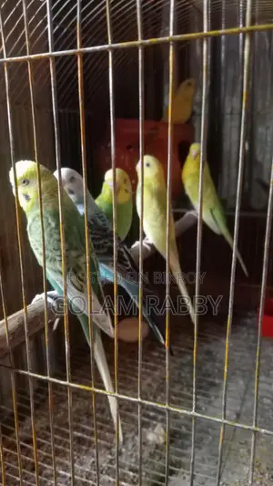 বাজিগর পাখি বিক্রি করা হবে